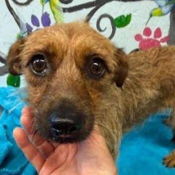 Cutie -  Dachshund and Mixed Breed Dog for Adoption in Hattiesburg, Mississippi - Cutie | PetCurious