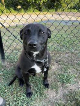 Rescue Labrador Retriever Dogs for Adoption in Sevierville, Tennessee - Striker | PetCurious