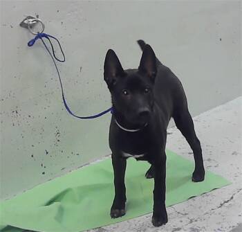 A2084088 -  German Shepherd Dog and Mixed Breed Dog for Adoption in Houston, Texas - A2084088 | PetCurious