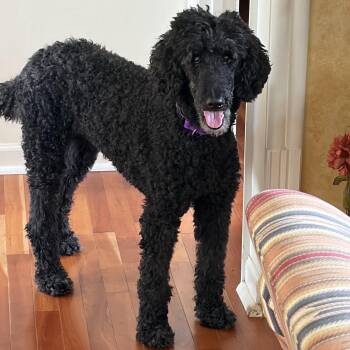 Maggie -  Standard Poodle Dog for Adoption in Normal, Illinois - Maggie | PetCurious