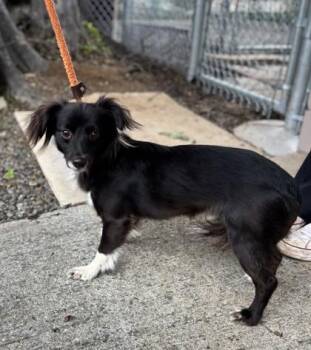 Dachshund and Mixed Breed Dogs Available for Adoption - Timmie | PetCurious