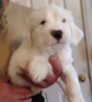 Great Pyrenees and Golden Retriever Dogs Available for Adoption - STANLEY | PetCurious