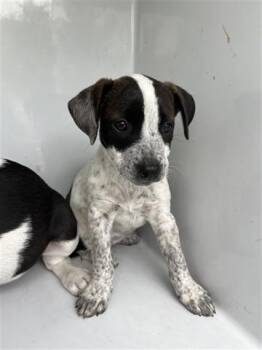 Rescue Labrador Retriever Dogs for Adoption in Houston, Texas - A645336 | PetCurious