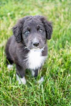 Black Labrador Retriever and Poodle Dogs Available for Adoption in Germantown, Ohio - Galaxy | PetCurious