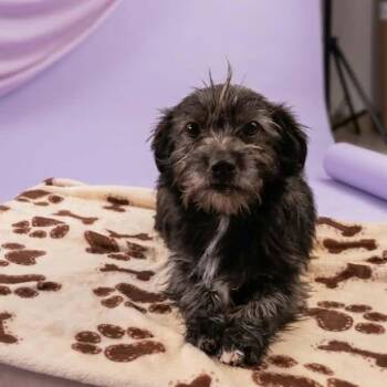 Isabela -  Poodle and Havanese Dog for Adoption in San Diego, California - Isabela | PetCurious