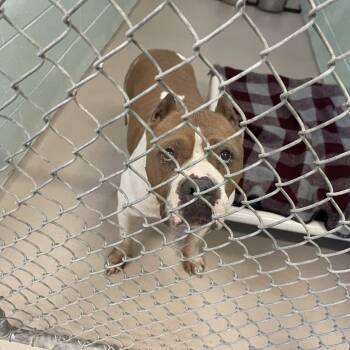 Bro -  Pit Bull Terrier Dog for Adoption in Newark, New Jersey - Bro | PetCurious
