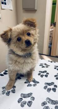Milo -  Chihuahua and Pomeranian Dog for Adoption in Kennewick, Washington - Milo | PetCurious