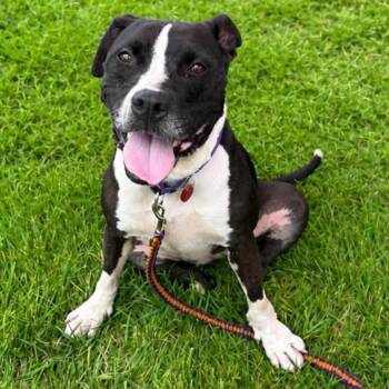 Marmalade -  Mixed Breed Dog for Adoption in Wheeling, Illinois - Marmalade | PetCurious