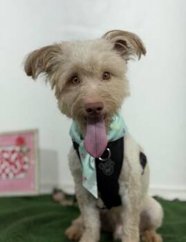 Goofball-One of our Amazing Rescue Dogs -  Havanese and Poodle Dog for Adoption in Carlsbad, California - Goofball-One Of Our Amazing Rescue Dogs | PetCurious