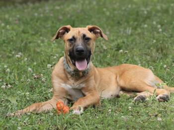 Boone (puppy) -  Black Mouth Cur Dog for Adoption in Chesapeake, Virginia - Boone (puppy) | PetCurious