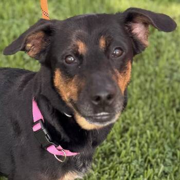 Rosie -  Rottweiler Dog for Adoption in Houston, Texas - Rosie | PetCurious