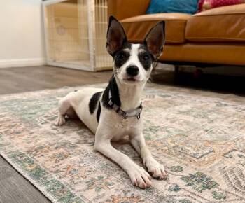 Jennie June the Sweetest Little Love -  Chihuahua and Miniature Pinscher Dog for Adoption in Friendswood, Texas - Jennie June The Sweetest Little Love | PetCurious