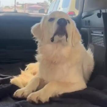 Homer -  Great Pyrenees and Golden Retriever Dog for Adoption in Apache Junction, Arizona - Homer | PetCurious