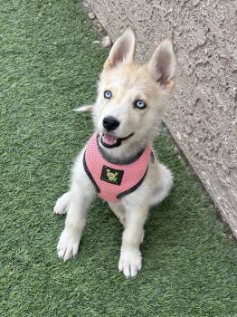 Husky and Pomsky Dogs Available for Adoption in Las Vegas, Nevada - Miska | PetCurious