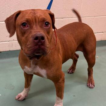 Penny -  Mixed Breed Dog for Adoption in Memphis, Tennessee - Penny | PetCurious