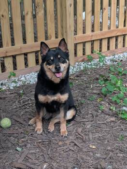 Tilly -  Australian Cattle Dog Blue Heeler and Chihuahua Dog for Adoption in Richmond, Virginia - Tilly | PetCurious