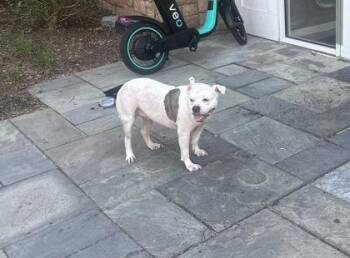 American Bulldog and Mixed Breed Dogs Available for Adoption in West Chester, Pennsylvania - Treasure | PetCurious