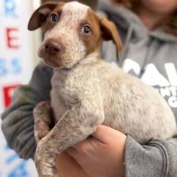Omelette -  Mixed Breed Dog for Adoption in Morristown, Vermont - Omelette | PetCurious