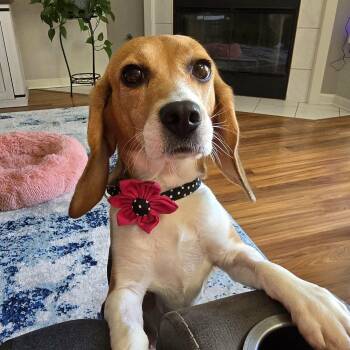Helen -  Beagle Dog for Adoption in Hainesville, Illinois - Helen | PetCurious