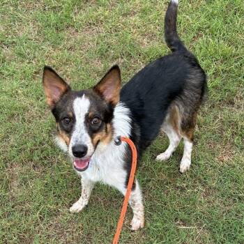 Rescue Australian Shepherd and Border Collie Dogs for Adoption in Kaufman, Texas - TALTY | PetCurious