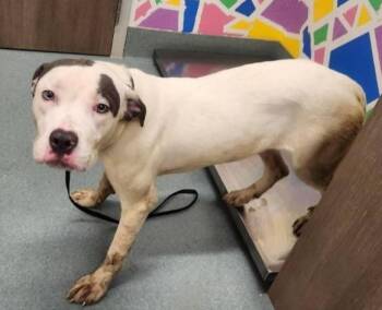 Pit Bull Terrier Dogs Available for Adoption in Baytown, Texas - BREEZY | PetCurious
