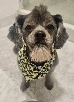 Elmer -  Miniature Poodle Dog for Adoption in Yorktown, Virginia - Elmer | PetCurious