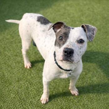 Mixed Breed Dogs Available for Adoption - Pumpkin | PetCurious