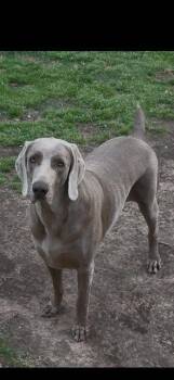 Weimaraner Dogs Available for Adoption in Fayetteville, Arkansas - Honey | PetCurious