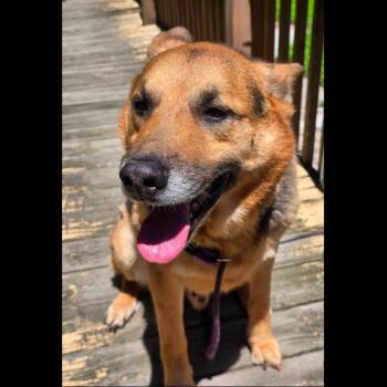 Knox (26-277) -  German Shepherd Dog Dog for Adoption in New Ringgold, Pennsylvania - Knox (26-277) | PetCurious