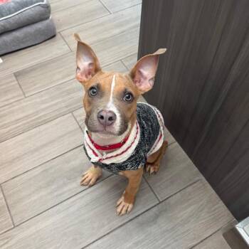 Indiana Bones -  Mixed Breed Dog for Adoption in Jupiter, Florida - Indiana Bones | PetCurious