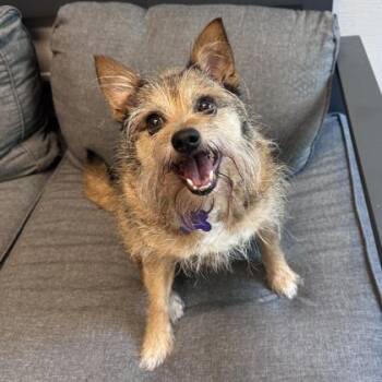 Roxs -  Mixed Breed Dog for Adoption in Lansing, Michigan - Roxs | PetCurious