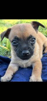 Wire Fox Terrier Dogs Available for Adoption in Fort Pierce, Florida - Biscotti | PetCurious