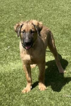Yogi -  Black Mouth Cur and Shepherd Dog for Adoption in Phoenix, Arizona - Yogi | PetCurious