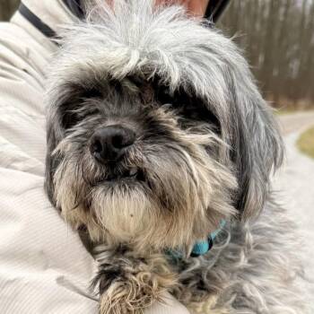 Shih Tzu Dogs Available for Adoption - Tibet | PetCurious