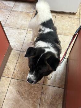 Cookie Dough -  Mixed Breed Dog for Adoption in Cincinnati, Ohio - Cookie Dough | PetCurious