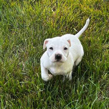 Mixed Breed Dogs Available for Adoption in Mebane, North Carolina - Orange | PetCurious