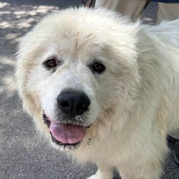Great Pyrenees Dogs Available for Adoption in Indianapolis, Indiana - Thelma - New To Rescue - Foster Needed | PetCurious