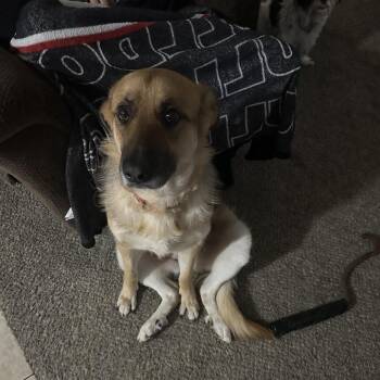 Sue -  German Shepherd Dog and Great Pyrenees Dog for Adoption in Rossville, Georgia - Sue | PetCurious