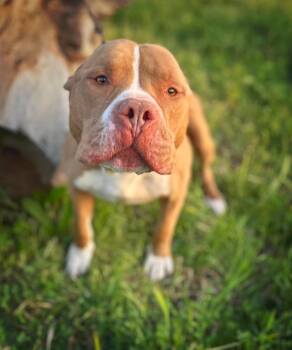 Rescue Pit Bull Terrier Dogs for Adoption in Modesto, California - Hanky | PetCurious