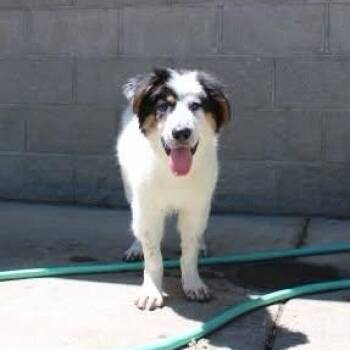Dean -  Anatolian Shepherd Dog for Adoption in Weaverville, California - Dean | PetCurious