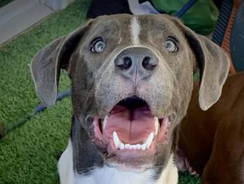 Pit Bull Terrier and German Shepherd Dog Dogs Available for Adoption in Austin, Texas - Diesel | PetCurious
