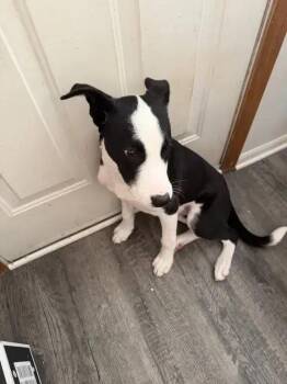 Bandit -  Mixed Breed Dog for Adoption in Wyoming, Michigan - Bandit | PetCurious