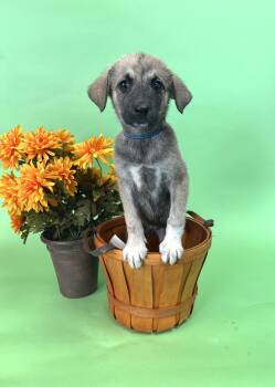 727-26 -  Border Collie Dog for Adoption in Brighton, Colorado - 727-26 | PetCurious
