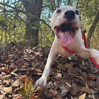 Becca -  Pit Bull Terrier Dog for Adoption in Birmingham, Alabama - Becca | PetCurious
