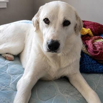 Buddy -  Great Pyrenees and Labrador Retriever Dog for Adoption in New Orleans, Louisiana - Buddy | PetCurious