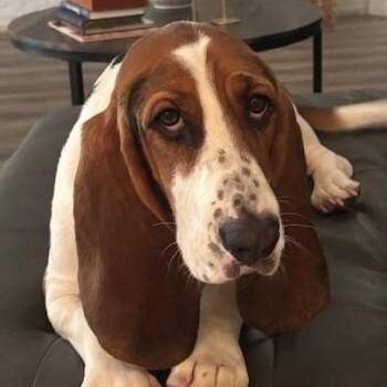 Lucy -  Basset Hound Dog for Adoption in Auburndale, Florida - Lucy | PetCurious