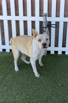 CUTLER -  Pit Bull Terrier and Mixed Breed Dog for Adoption in Modesto, California - CUTLER | PetCurious