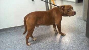 A1270323 -  Pit Bull Terrier Dog for Adoption in Charlotte, North Carolina - A1270323 | PetCurious