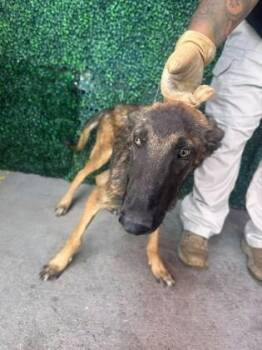 61359867 -  German Shepherd Dog and Mixed Breed Dog for Adoption in El Paso, Texas - 61359867 | PetCurious