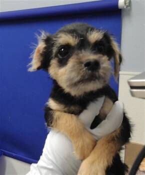 SALLY -  Shih Tzu and Mixed Breed Dog for Adoption in Albuquerque, New Mexico - SALLY | PetCurious